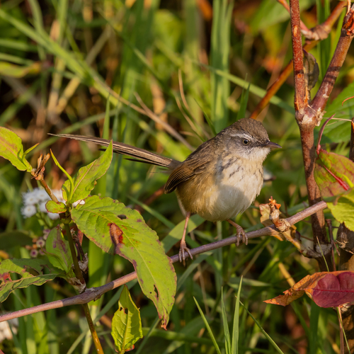 Hill Prinia (Prinia superciliaris)