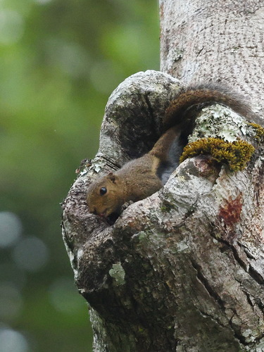 Callosciurus nigrovittatus