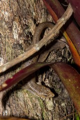 Abronia lythrochila