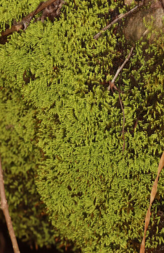 Yellow Yarn Moss (Claopodium rostratum)