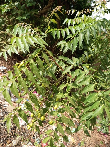 Neem