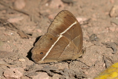 Parataygetis lineata