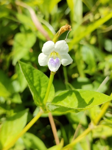 Asystasia intrusa