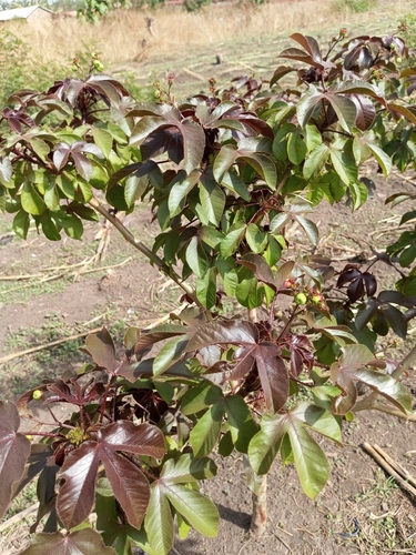 Bellyache Bush