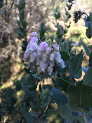 Arctostaphylos auriculata