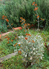 Kalanchoe bracteata