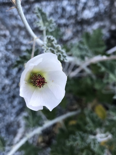 iNaturalist observation photo of Rose Globemallow