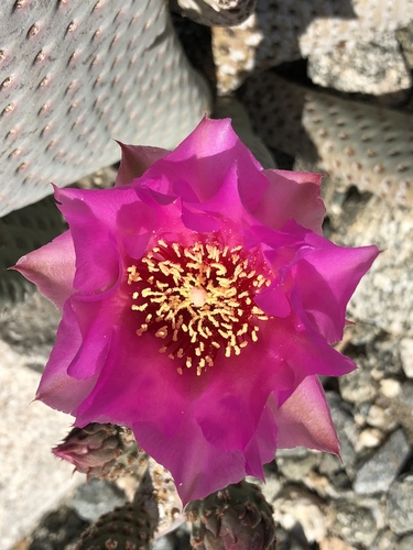 iNaturalist observation photo of beavertail cactus