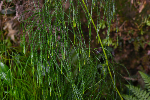 Lycopodiastrum casuarinoides observed 2026-03-13