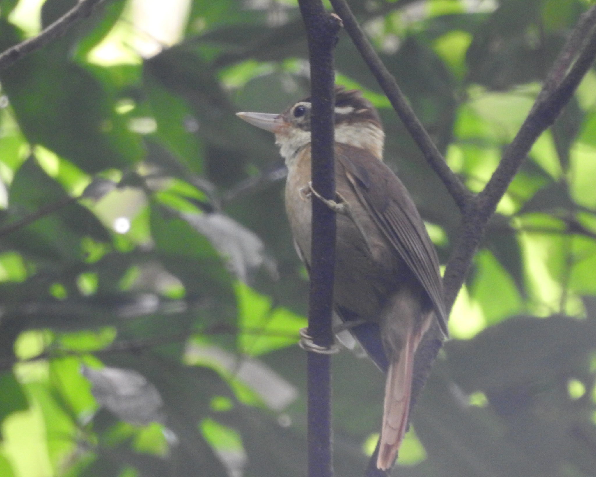 White-collared Foliage-gleaner (Anabazenops fuscus), photo 1