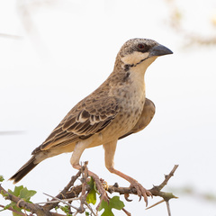 Donaldson-Smith's Sparrow-Weaver photo 2