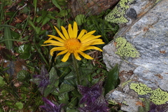 Doronicum clusii