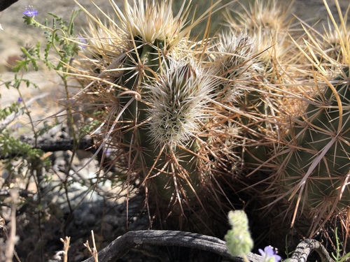 iNaturalist observation photo of Echinocereus engelmannii engelmannii
