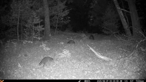 Common Raccoon photographed in New Hampshire