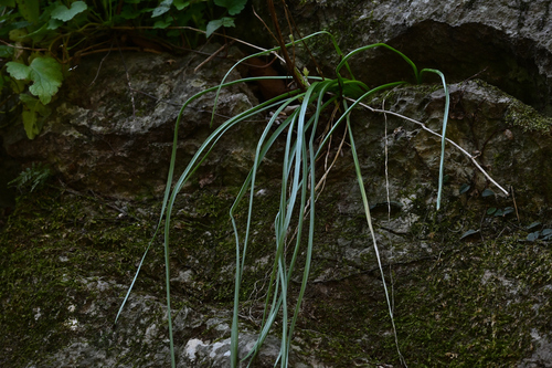 Allium inutile iNat (1)