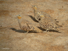 Pterocles senegallus