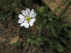 Pseudostellaria