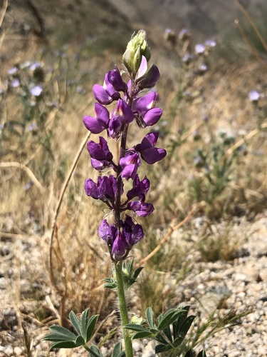 iNaturalist observation photo of Arizona lupine