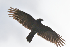 Corvus brachyrhynchos