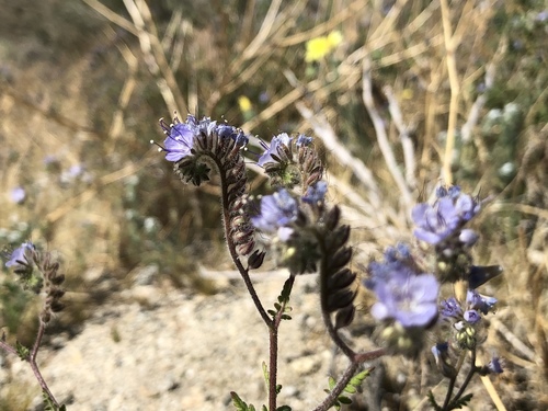 iNaturalist observation photo of distant phacelia