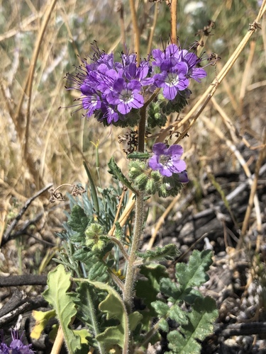 iNaturalist observation photo of Notch-leaf Scorpionweed