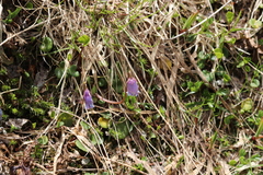 Soldanella pusilla