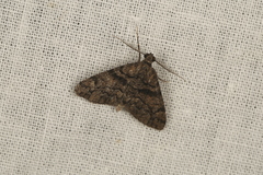 Lipogya exprimataria