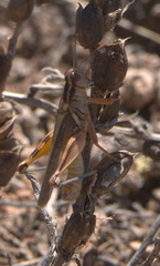 Melanoplus packardii