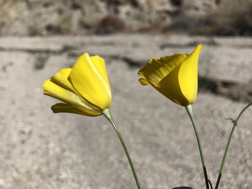 iNaturalist observation photo of goldpoppy