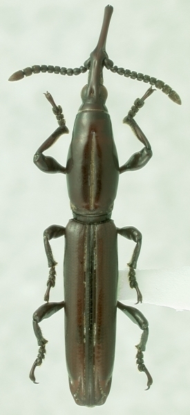 Paratrachelizus uncimanus