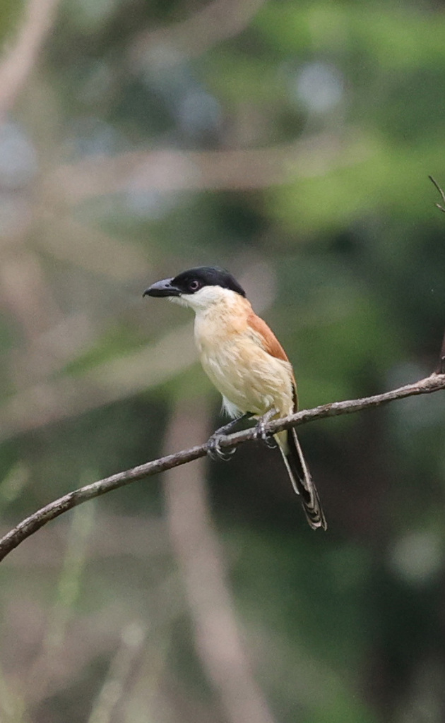 Marsh Tchagra