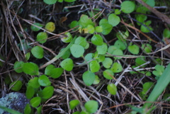Leptostigma setulosum