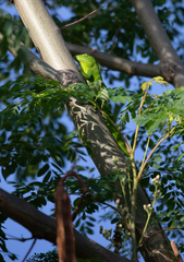 Anolis garmani