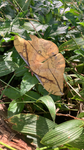 Leaf Emperor