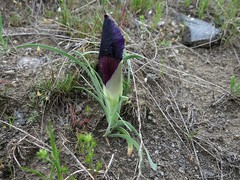 Iris paradoxa