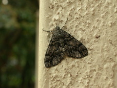 Lipogya exprimataria