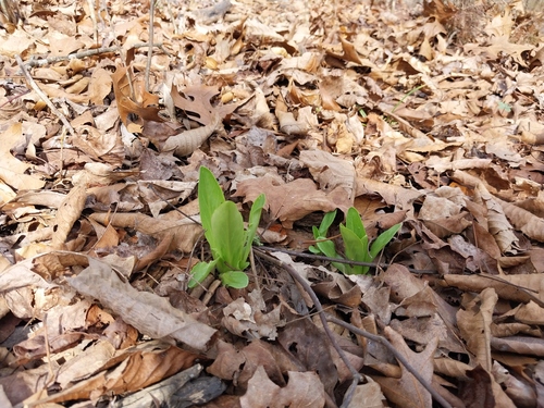 Dodecatheon meadia