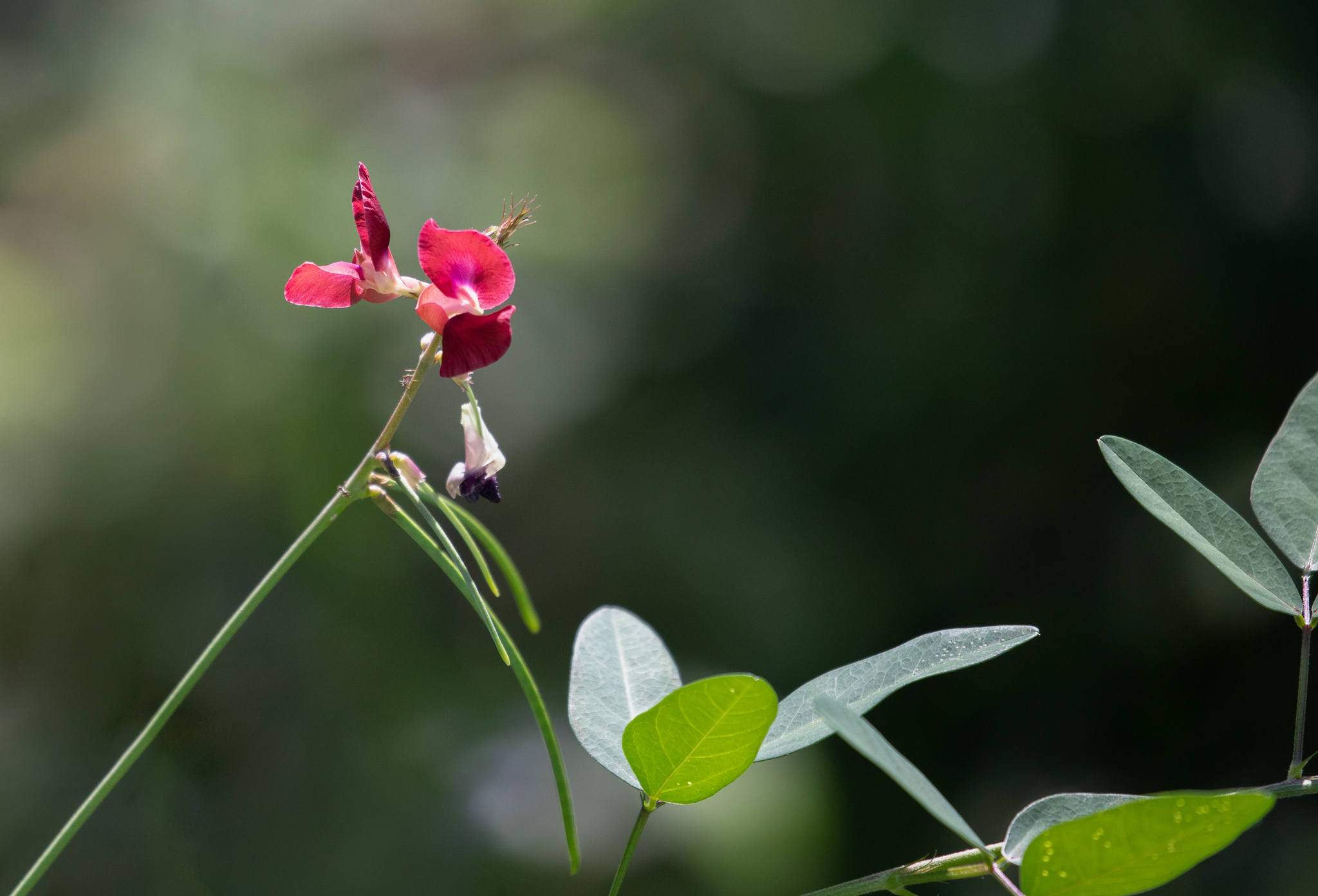 Macroptilium