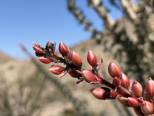 iNaturalist observation photo of ocotillo