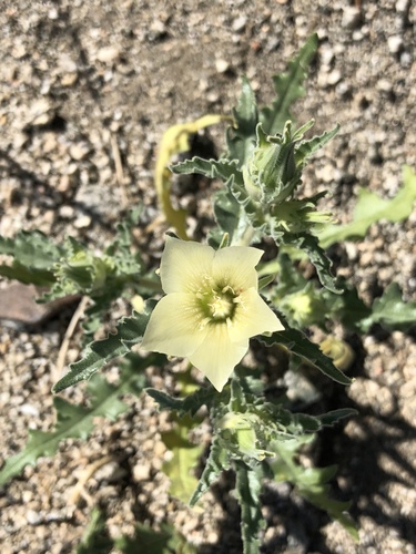 iNaturalist observation photo of sand blazingstar