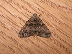 Lipogya exprimataria