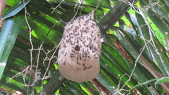 Polybia occidentalis