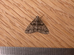 Lipogya exprimataria