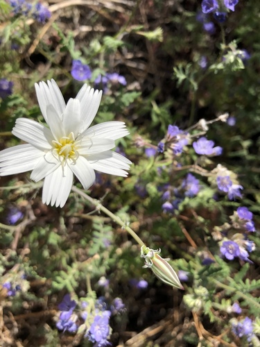 iNaturalist observation photo of Desert Chicory