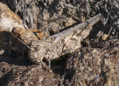 Trachyrhachys aspera