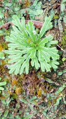 Selaginella pilifera