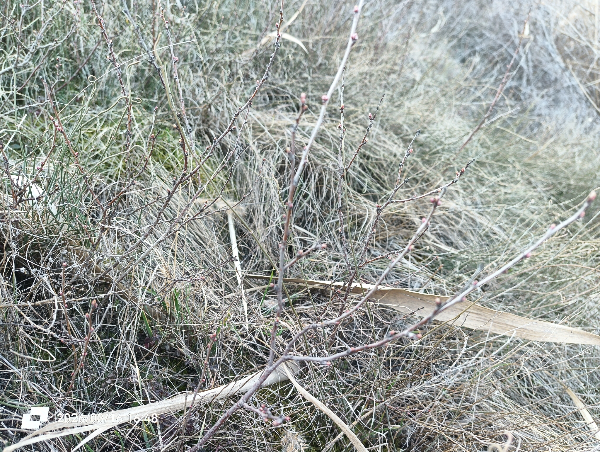 Almendro enano