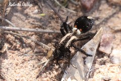 Traumatomutilla centralis
