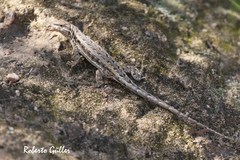 Liolaemus chacoensis