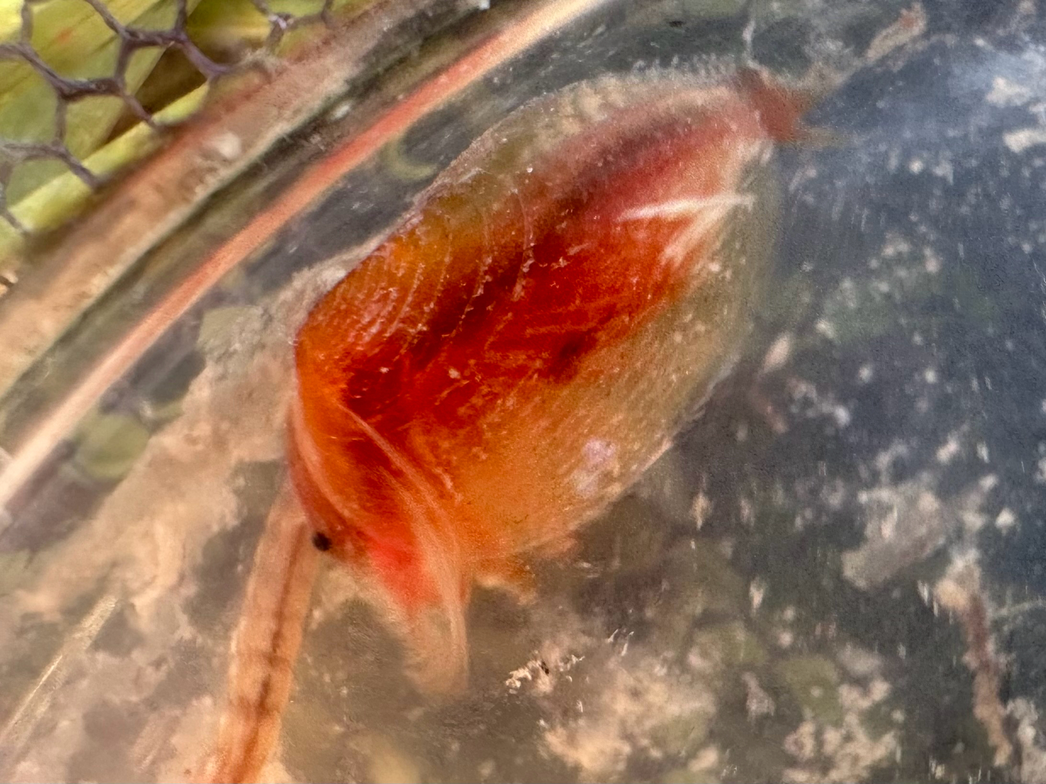 Cyzicus californicus (Packard, 1874)